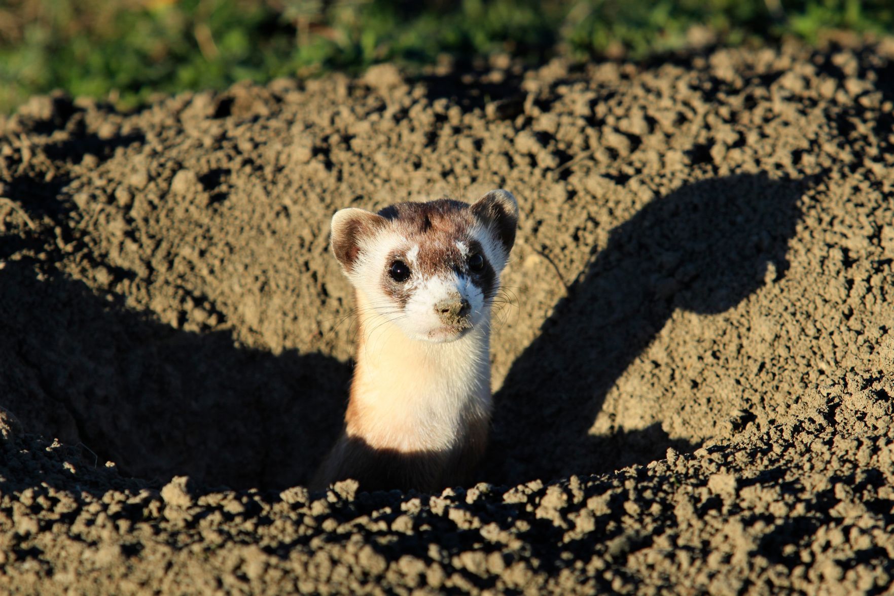 Tiny body, long neck